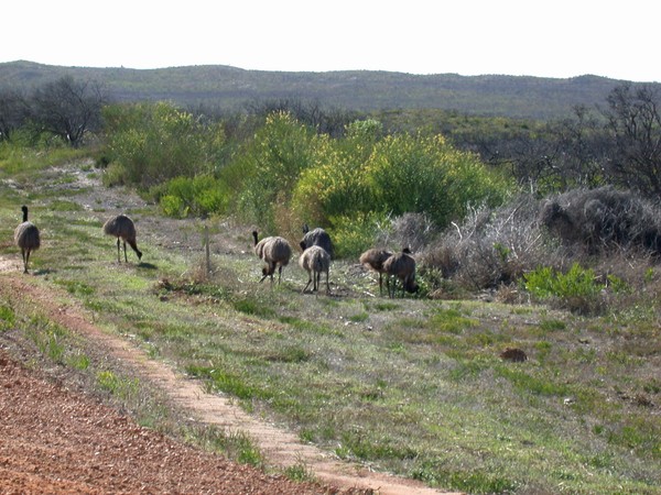 Emus